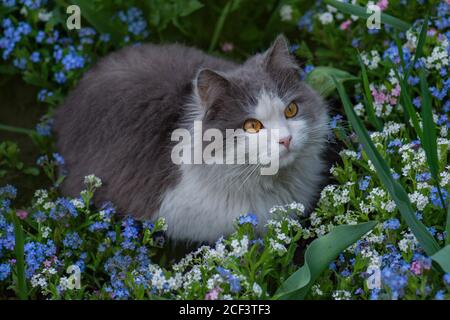 Pretty happy cat enjoying nature. Young cat relaxing in summer sunset. Stock Photo