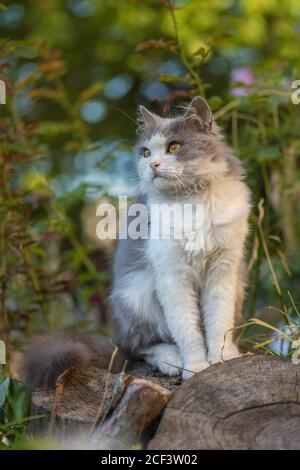Pretty happy cat enjoying nature. Young cat relaxing in summer sunset. Stock Photo