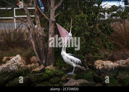 Australian Pelican with extremely huge open wide beak staying on rocks shore near water and trees. Stock Photo