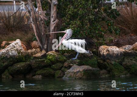 Australian Pelican (Pelecanus conspicillatus) with wide open beak staying on rock near water and green trees. Western Australia. Stock Photo