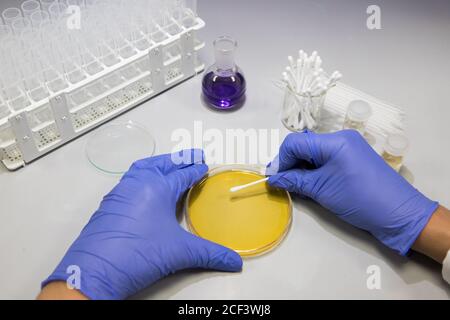 Microbiologist in a laboratory analysing bacteria samples on a plate. Scientist working in a biology lab Stock Photo