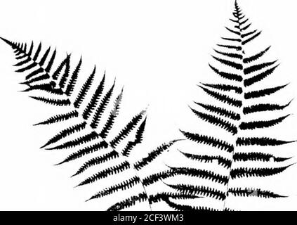 . The fern lover's companion; a guide for the Northeastern States and Canada. Silvery Spleenwort. Athyrium acroslichoides 100 The Fern Lovers Companion. Stock Photo