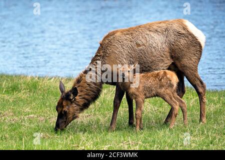 Cow and calf elk Stock Photo