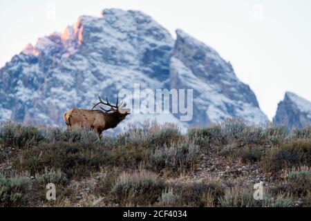 Bull elk bugling Stock Photo