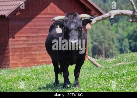 Dahomey dwarf cattle (Bos primigenius taurus). Bull calf Stock Photo ...