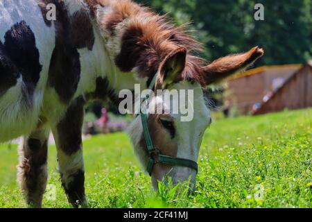 Close-up of Brown-White Donkey Grazing in the Meadow in Czech Farm Park. Head of Two-Colored Asinus during Sunny Day. Stock Photo