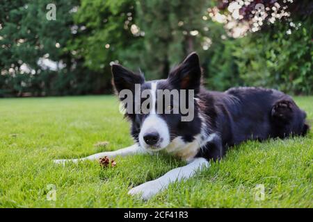 Cute Border Collie Lying Down on Grass in the Garden with Little Brown Cone. Curious Black and White Dog Looks at Camera. Stock Photo