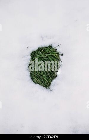 Top view of small thawed patch with fresh green grass on white melting snow in early spring or warm winter day Stock Photo
