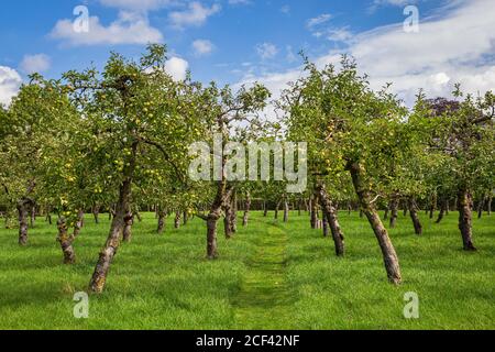 Autumn Grove Orchard