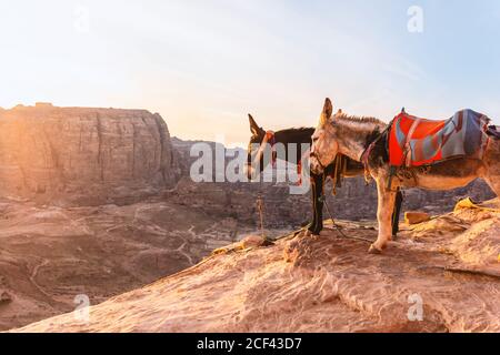 Donkeys standing together on edge of mountain under rocky terrain dry valley in sightseeing place during tourist excursion into mountains Stock Photo