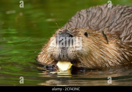 A close up image of a wild beaver "Castor canadensis", eating a piece of bark in his beaver pond in rural Alberta Canada. Stock Photo