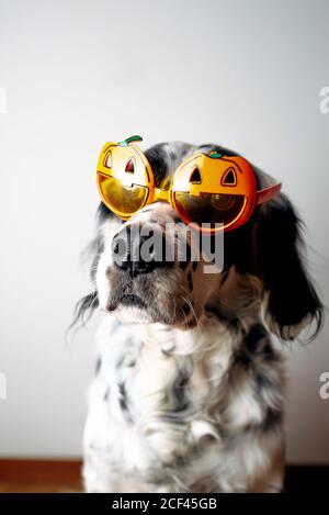 Spotted dog in Halloween glasses Stock Photo