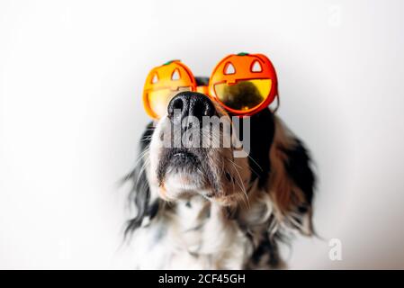 Spotted dog in Halloween glasses Stock Photo