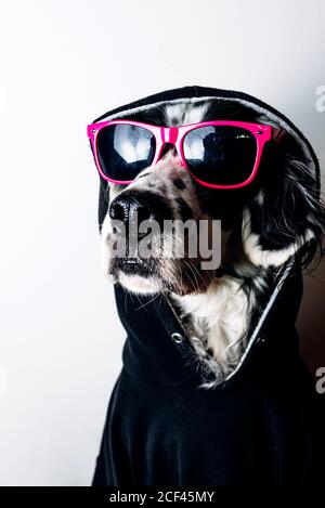 Cute dog in hoodie and sunglasses Stock Photo