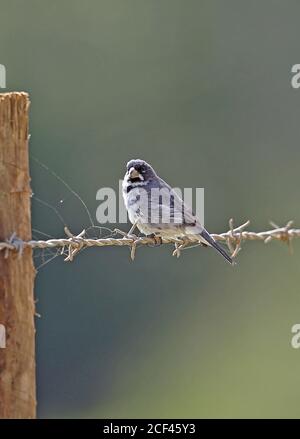 Double-collared Seedeater (Sporophila caerulescens caerulescens) adult male perched on fence  Atlantic Rainforest, Brazil    June Stock Photo