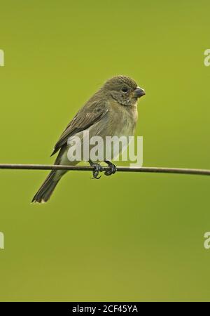 Double-collared Seedeater (Sporophila caerulescens caerulescens) adult female perched on fence  Atlantic Rainforest, Brazil    June Stock Photo
