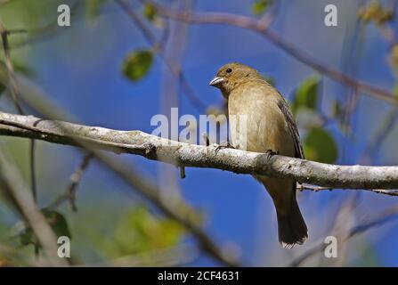 Double-collared Seedeater (Sporophila caerulescens caerulescens) adult female perched on branch  Atlantic Rainforest, Brazil    June Stock Photo