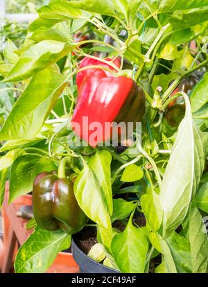 Sweet peppers (capsicum), variety Beauty Bell F1, ripening in a greenhouse Stock Photo