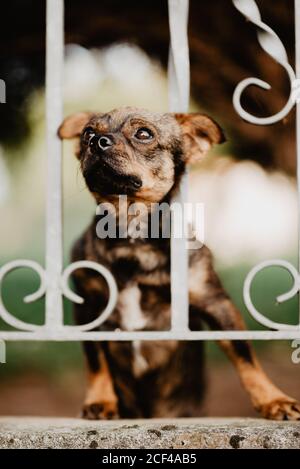 Cute curious little dog standing behind metal fence in yard and putting head between bars looking away Stock Photo
