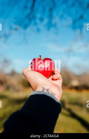 Crop person with ripe juicy red apple in tattooed hand in garden on background of bright blue sky in sunny day Stock Photo