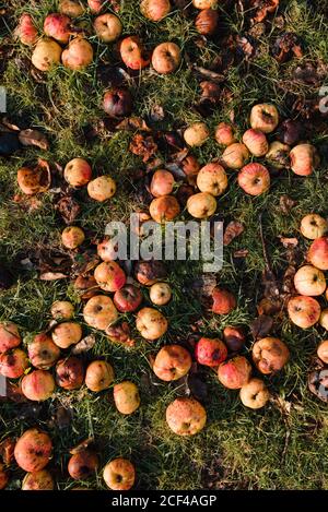 Top view of fallen mature and rotten apples on green lawn in garden Stock Photo