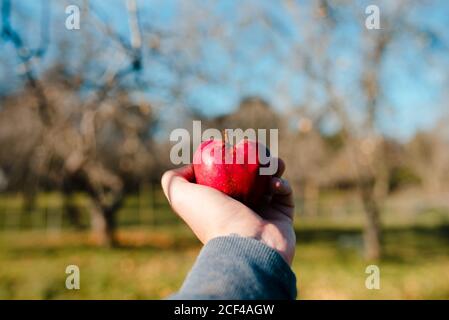 Crop person with ripe juicy red apple in tattooed hand in garden on background of bright blue sky in sunny day Stock Photo