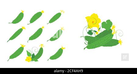 Cucumber on a white background set. Very simple flat style. Different cucumbers in assortment with leaves, and yellow flowers. Can be used as an icon, Stock Vector