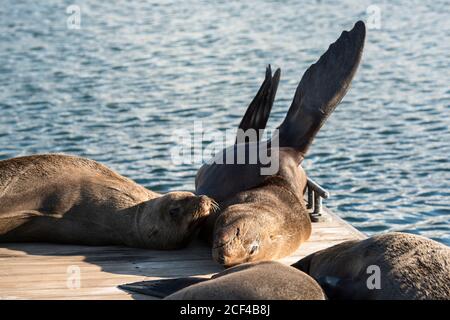 Brown fur seals (Arctocephalus pusillus) relaxing on  a pontoon in the V&A Waterfront Marina, Cape Town Stock Photo