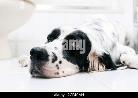 Calm black and white spotted English setter looking at camera with interest while lying alone on tiled floor against blurred light wall at home Stock Photo