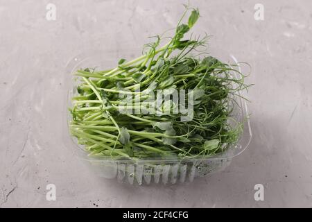 Peas microgreen is located in a plastic container on a gray background, Closeup Stock Photo