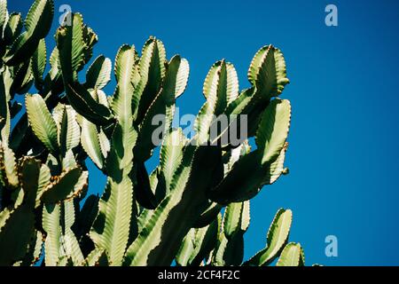 Close-up cactus with tall green stems growing in the nature against a clear blue sky on a sunny day