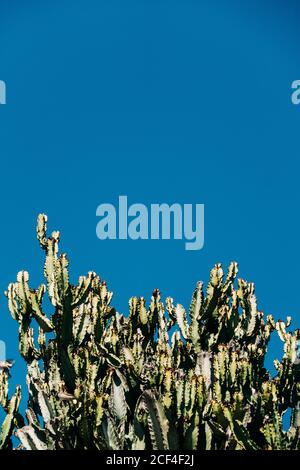 Close-up cactus with tall green stems growing in the nature against a clear blue sky on a sunny day Stock Photo