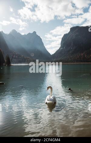 Landscape of white swans swimming in turquoise lake among pine forest with powerful Dolomites mountains on background on sunny day Stock Photo