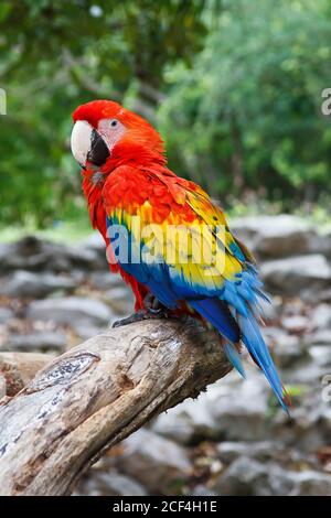 Scarlet macaw on a branch. Scarlet macaws are the largest parrots in the world. Macaws are colorful New World parrots and are native to Mexico, Central America, South America, Stock Photo