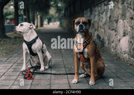 Amstaff dog in harness with leash spending time walking with boxer dog with opened mouth looking at camera in street of city Stock Photo