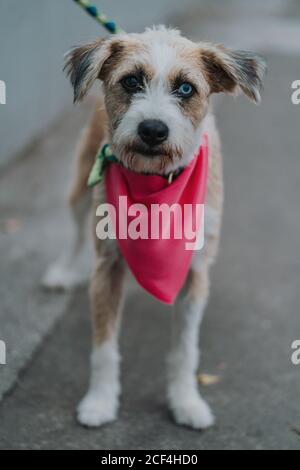 Happy mongrel dog walking in street Stock Photo