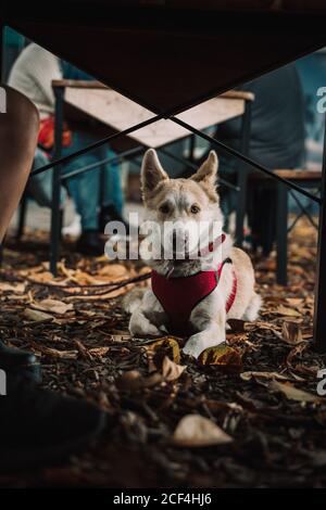 Adorable dressed dog lying on white background Stock Photo - Alamy