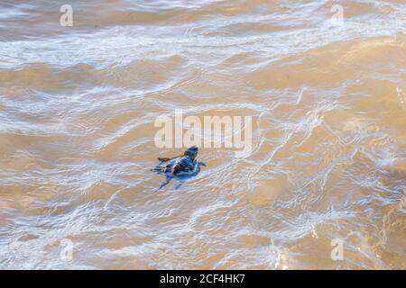 A young Common Snapping Turtle (Chelydra serpentina) swimming away through a wave in Grand Traverse Bay, Michigan. Stock Photo