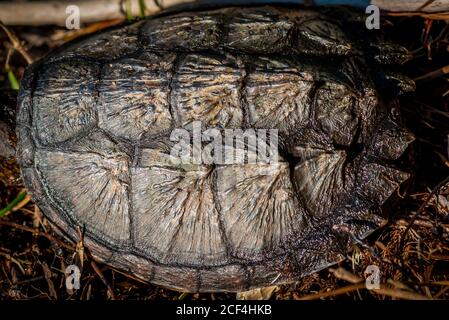 Close-up of the shell of a  young Common Snapping Turtle (Chelydra serpentina). Stock Photo