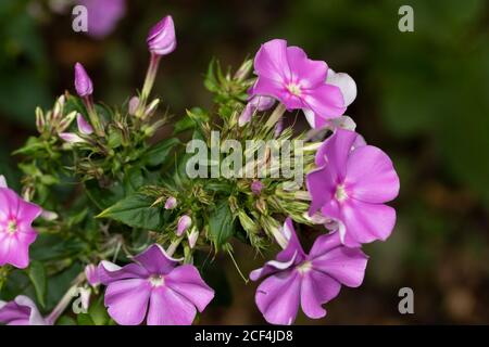 Phlox Paculata Eventide, natural close-up flower portrait Stock Photo