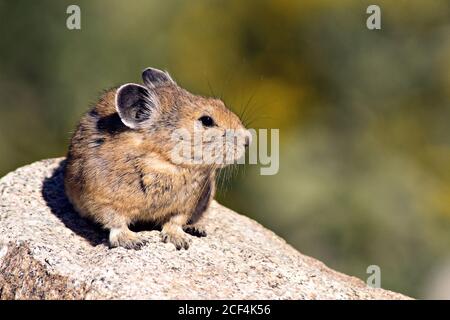 Pika Stock Photo