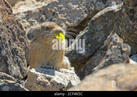 Pika Stock Photo