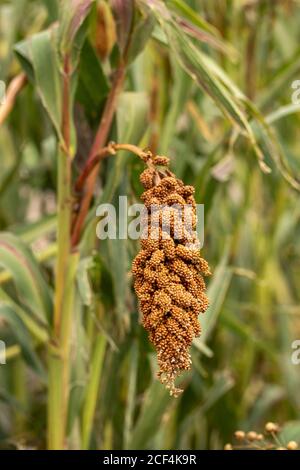 Foxtail Millet 'Hylander' (Setaria italica) food plant natural portrait Stock Photo