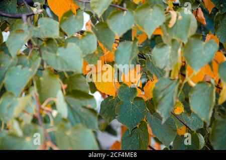 Autumn. Multicolored maple leaves lie on the grass. Stock Photo