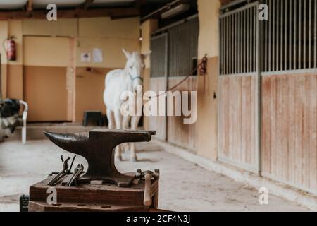 Portable anvil and farrier tools placed near stalls and white horse on ranch Stock Photo