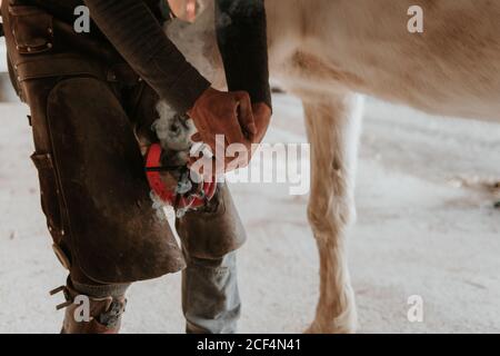 unrecognizable farrier putting hot horseshoe on hoof of white horse on ranch Stock Photo