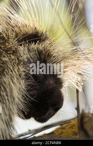 Porcupine Stock Photo