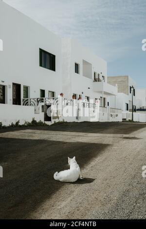 White cat lying on ground Stock Photo
