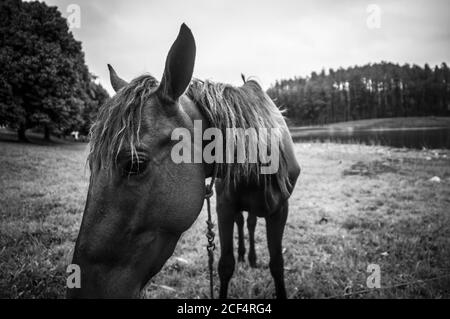Black and white horse eating grass while standing on river shore on cloudy day in countryside Stock Photo