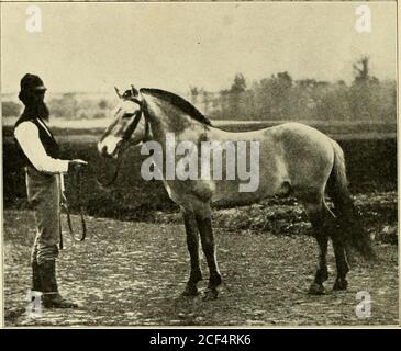 Riding And Driving E Studs Of Their Day I Or More Than One Hundred Years No Desert Bred Stallion Has Had Any Marked Influence Uponthe Race Horse Directly Through A Thoroughbredmare In The First